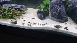 aquarium-von-ravy-raumteiler-tropheus-eretmodus_Fütterung Pleco Tabletten (erste Woche nach Einsetzen)