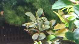 aquarium-von-inuki-garnelen-becken-in-der-kueche_Zurzeit habe ich gelbe Tiger Endler Guppy