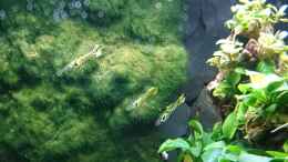 aquarium-von-inuki-garnelen-becken-in-der-kueche_Tiger Endler Guppy