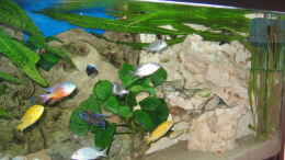 aquarium-von-gringo-becken-4270_Neuer Aufbau