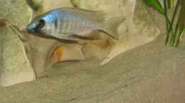 Foto mit Placidochromis electra black chin