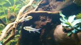 aquarium-von-wasserwelten-aus-2-mach-1_Corydoras pygmaeus 