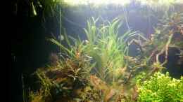 Aquarium einrichten mit Eichhornia azurea