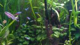 aquarium-von-oliver-roeder-becken-4290_Die Ansicht der Beckenmitte mit MBuna-Bäumchen, Lochgestein