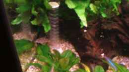 aquarium-von-daniel-pawlik-becken-4292_Panzerwelse auf den Schwertpflanzen dahinter das Höhlensyst