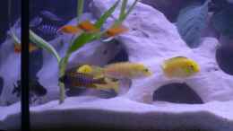 aquarium-von-roland-krausgruber-becken-4293_Labidochromis caeruleus