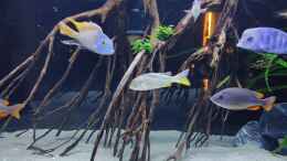 Aquarium einrichten mit Talawa Wurzeln