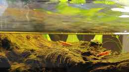 aquarium-von-aiyana-zebra039-s-underwaterworld-alt_Die Garnelenbande auf der Wurzel