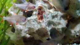 aquarium-von-aiyana-zebra039-s-underwaterworld-alt_Schmucksalmler