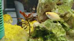 aquarium-von-aiyana-zebra039-s-freischwimmer_Helena