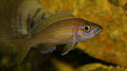 aquarium-von-thomas-pieper-becken-430_Paracyprichromis nigripinnis