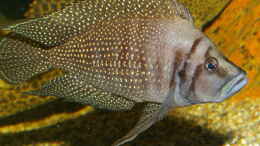 aquarium-von-thomas-pieper-becken-430_Neolamprologus calvus