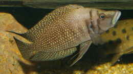 aquarium-von-thomas-pieper-becken-430_Neolamprologus calvus