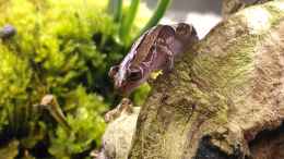 Aquarium einrichten mit Brauner Bananenfrosch (Afrixalus dorsalis)