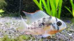aquarium-von-tabu-gesellschaftsbecken_Mikrogeophagus altispinosus Männchen