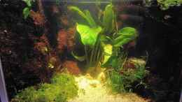 aquarium-von-stephi-kleine-schlucht_Wasserteil mit Anubia, Micranthemum und Liliaeopsis
