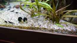 aquarium-von-inuki-juwel-lido_Tylomelania sp. Mini Yellow 