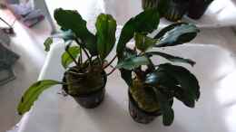 Foto mit Bucephalandra Green Broad Leaf