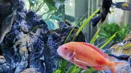 aquarium-von-ezi13-tanganjika-raumteiler_Chipimbi albino
