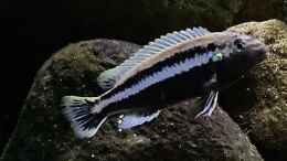 aquarium-von-mundo-fishbowl_Melanochromis auratus