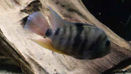 aquarium-von-tom-mittelamerikanischer-dschungel_Amatitlania sp. Honduras Red Point Männchen
