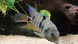 aquarium-von-tom-mittelamerikanischer-dschungel_Amatitlania sp. Honduras Red Point  Männchen
