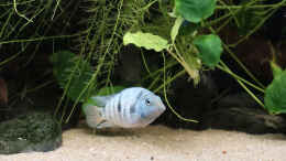 aquarium-von-tom-mittelamerikanischer-dschungel_Amatitlania sp. Honduras Red Point Weibchen