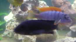 Foto mit Labidochromis maculicauda und Red Top Hongi 