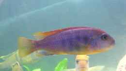 Foto mit Labidochromis Red Top Hongi