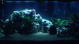 aquarium-von-conny-staehr--marcus-schnieders-becken-4316_Becken im Mondlicht