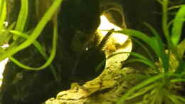 aquarium-von-mikeschchaos-rio-paraguay_Wels-Männchen in Lieblingshöhle, einer hohlen Morkienwurze