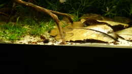aquarium-von-mikeschchaos-rio-paraguay_Corys auf Seemandelbaumblatt