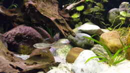 aquarium-von-mikeschchaos-rio-tocantins_Hyphessobrycon filamentosus (Phoenixsalmler) Männchen zeige