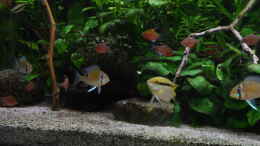 aquarium-von-schmitzkatze-amazonas-390_