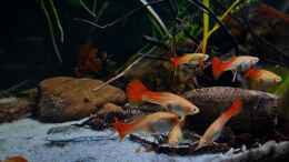 aquarium-von-david-schneider-aquaristik-guaquira-river-biotop--venezuela_Die Gruppe Poecillia reticulata weibchen