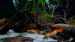 aquarium-von-david-schneider-aquaristik-guaquira-river-biotop--venezuela_Besatz Poecilia reticulata
