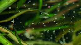 aquarium-von-david-schneider-aquaristik-guaquira-river-biotop--venezuela_Nachwuchs beim Staubfutter fressen