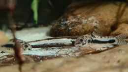 Aquarium einrichten mit Corydoras habrosus