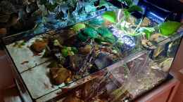 aquarium-von-david-schneider-aquaristik-guaquira-river-biotop--venezuela_Beckenansicht von schräg oben
