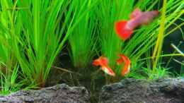 aquarium-von-david-schneider-aquaristik-aquascape-180l_Auswahl meiner Poecillia reticulata männchen