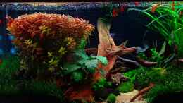 aquarium-von-david-schneider-aquaristik-aquascape-180l_Beckenansicht von vorne