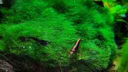 aquarium-von-david-schneider-aquaristik-aquascape-180l_Bepflanzte schwarze Lava mit Moos