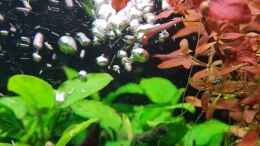 aquarium-von-david-schneider-aquaristik-aquascape-180l_Ludwigia palustris super red