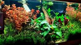 aquarium-von-david-schneider-aquaristik-poecillia-reticulata-showaqarium_Beckenhauptbild Stand: 31.03.2022