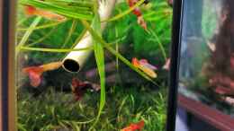 aquarium-von-david-schneider-aquaristik-aquascape-180l_Auswahl meiner Poecillia reticulata männchen beim Wasserwec