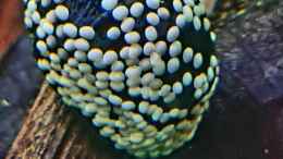 aquarium-von-david-schneider-aquaristik-aquascape-180l_Anthrazit Napfschnecke mit Eiern auf dem Gehäuse