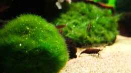 aquarium-von-david-schneider-aquaristik-poecillia-reticulata-showaqarium_Moosball auf der Sandfläche