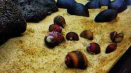 aquarium-von-david-schneider-aquaristik-aquascape-180l_Rote Rennschnecke und Anthrazit Napfschnecke