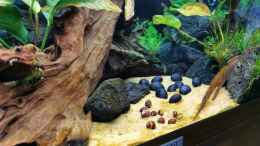 Aquarium einrichten mit Rote Rennschnecke und Anthrazit Napfschnecke