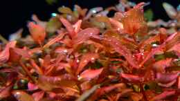 aquarium-von-david-schneider-aquaristik-poecillia-reticulata-showaqarium_Rotala Macandra beim ausperlen